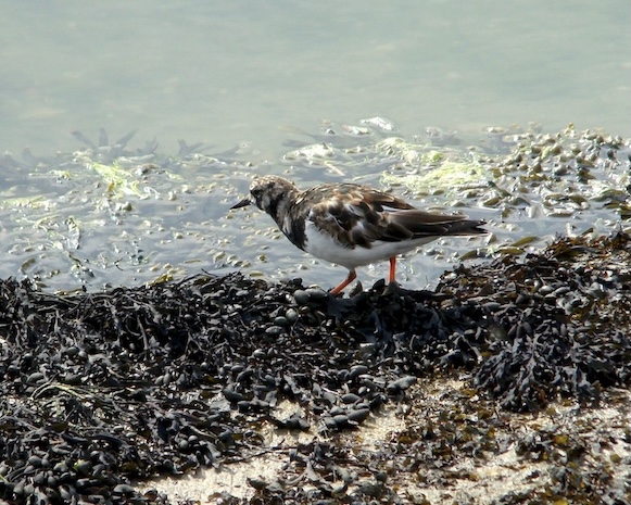 turnstone